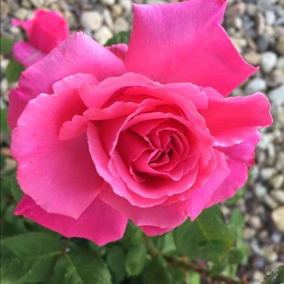 Meet your Posher, Dharma - Picture 2 of 7